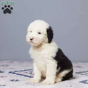 Houston, Old English Sheepdog Puppy